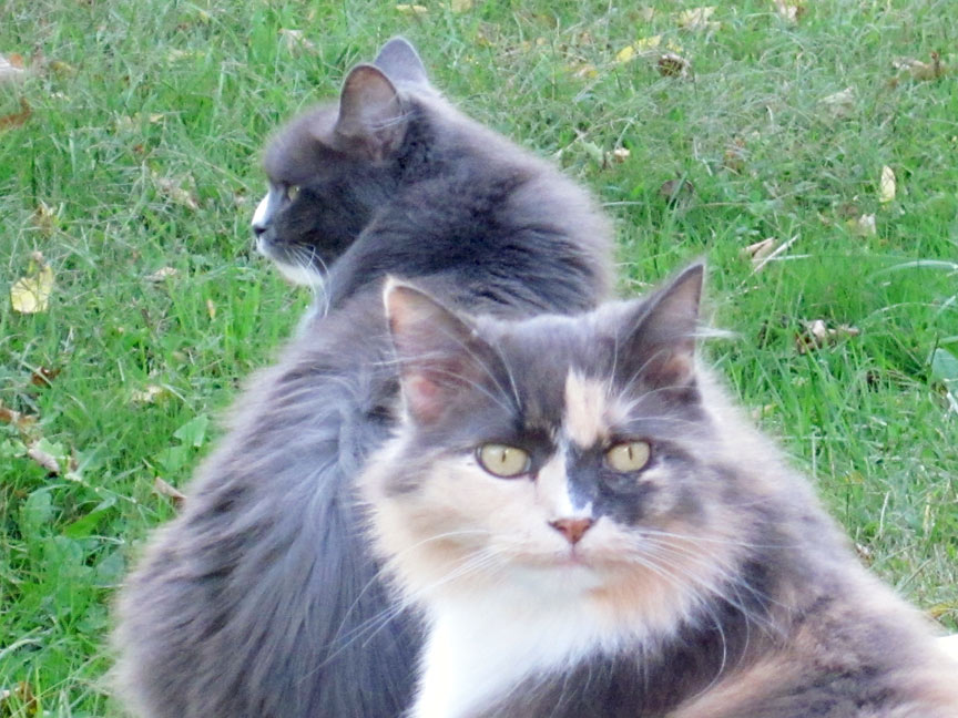 Image of two Cats.